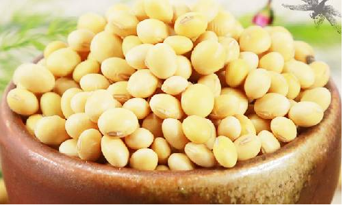 为什么有机黄豆是最健康、最有营养的农产品？